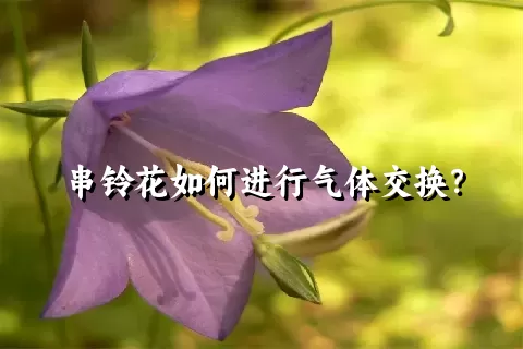 串铃花如何进行气体交换？