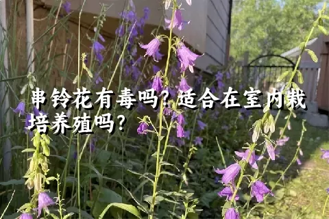 串铃花有毒吗？适合在室内栽培养殖吗？