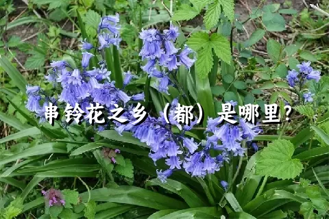 串铃花之乡（都）是哪里？