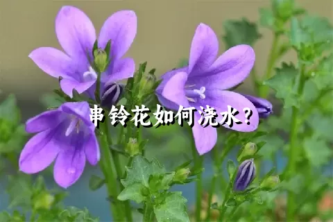 串铃花如何浇水？