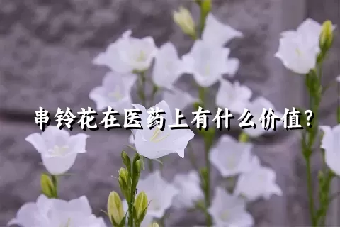 串铃花在医药上有什么价值？