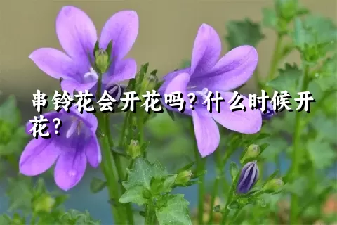 串铃花会开花吗？什么时候开花？