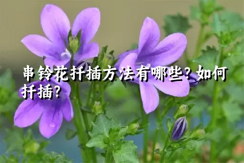 串铃花扦插方法有哪些？如何扦插？