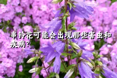 串铃花可能会出现那些害虫和疾病？