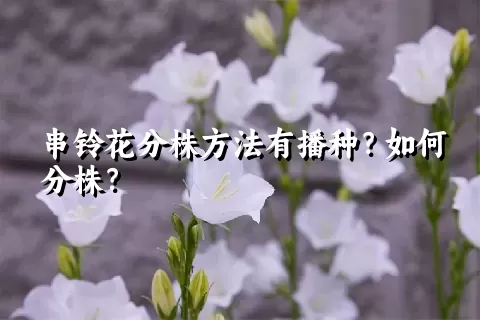 串铃花分株方法有播种？如何分株？