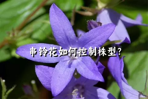 串铃花如何控制株型？