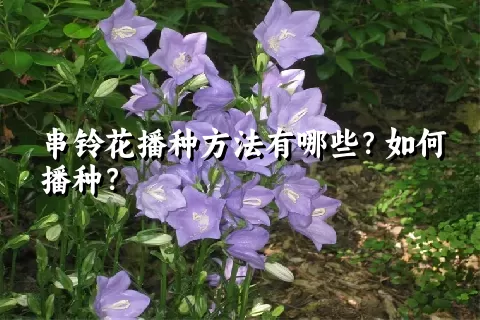 串铃花播种方法有哪些？如何播种？