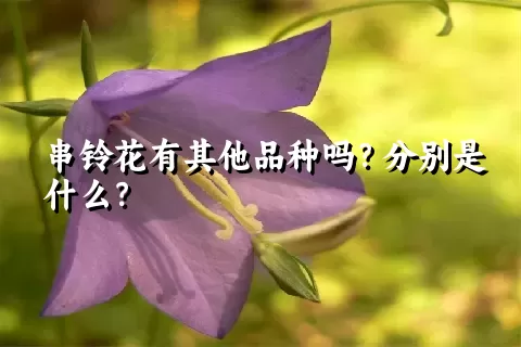 串铃花有其他品种吗？分别是什么？