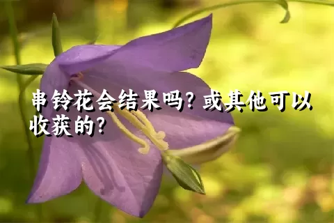 串铃花会结果吗？或其他可以收获的？