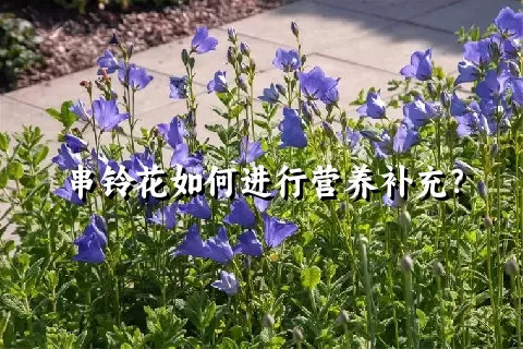 串铃花如何进行营养补充？