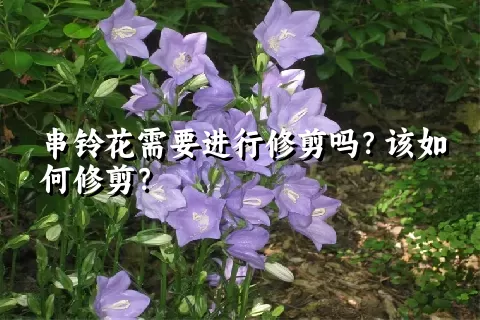 串铃花需要进行修剪吗？该如何修剪？