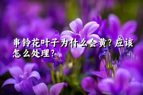 串铃花叶子为什么会黄？应该怎么处理？