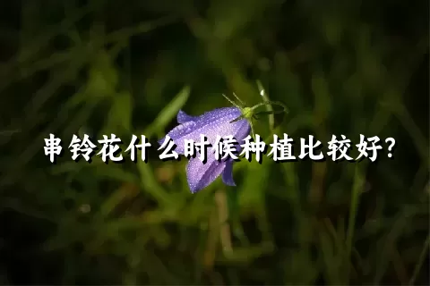 串铃花什么时候种植比较好？