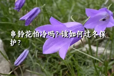 串铃花怕冷吗？该如何过冬保护？