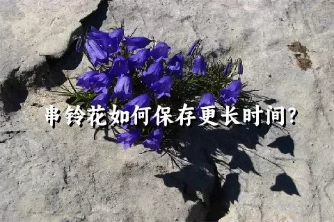 串铃花如何保存更长时间？