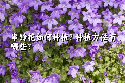 串铃花如何种植？种植方法有哪些？