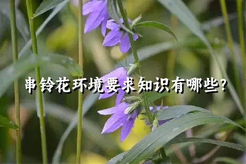 串铃花环境要求知识有哪些？