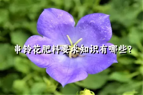 串铃花肥料要求知识有哪些？