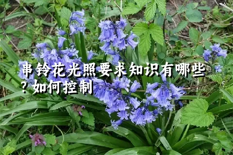 串铃花光照要求知识有哪些？如何控制