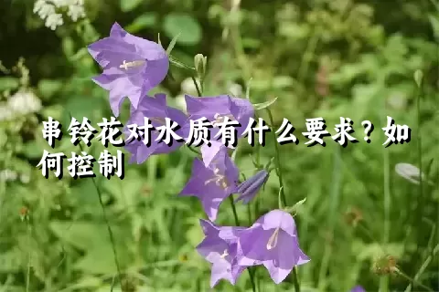 串铃花对水质有什么要求？如何控制