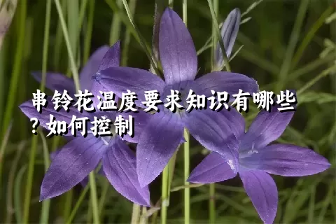 串铃花温度要求知识有哪些？如何控制