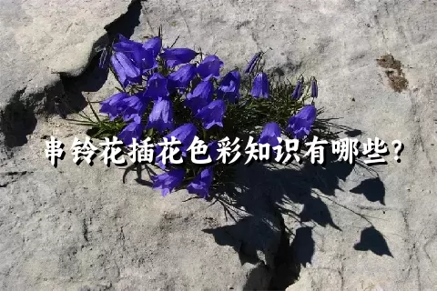 串铃花插花色彩知识有哪些？