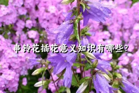 串铃花插花意义知识有哪些？