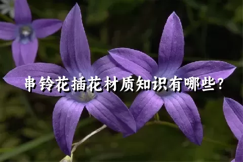 串铃花插花材质知识有哪些？