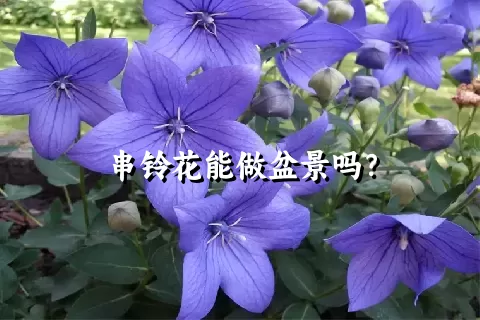 串铃花能做盆景吗？