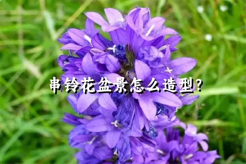 串铃花盆景怎么造型？