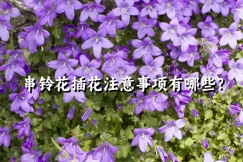 串铃花插花注意事项有哪些？