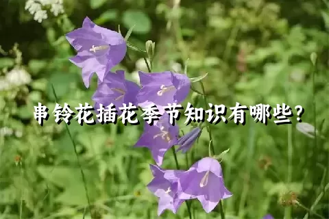 串铃花插花季节知识有哪些？