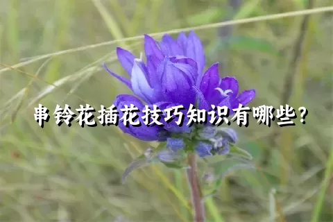 串铃花插花技巧知识有哪些？