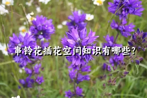 串铃花插花空间知识有哪些？