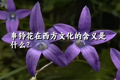 串铃花在西方文化的含义是什么？