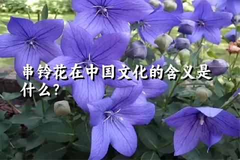 串铃花在中国文化的含义是什么？