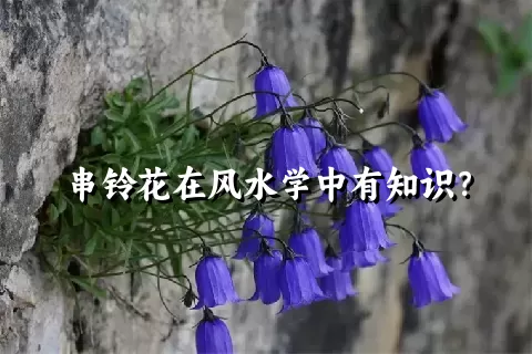 串铃花在风水学中有知识？