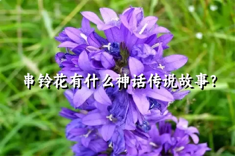 串铃花有什么神话传说故事？