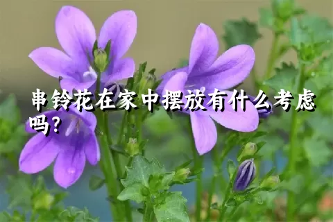 串铃花在家中摆放有什么考虑吗？