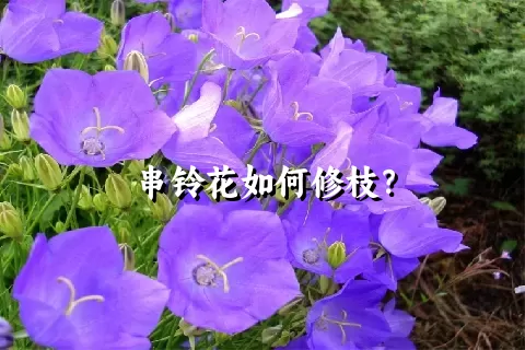 串铃花如何修枝？