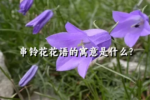 串铃花花语的寓意是什么？