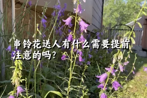 串铃花送人有什么需要提前注意的吗？