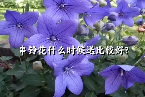 串铃花什么时候送比较好？