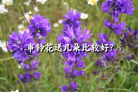 串铃花送几朵比较好？