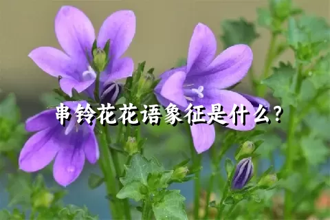 串铃花花语象征是什么？