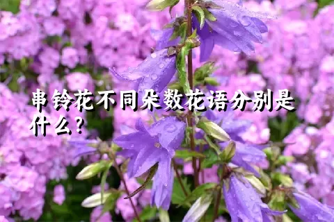 串铃花不同朵数花语分别是什么？