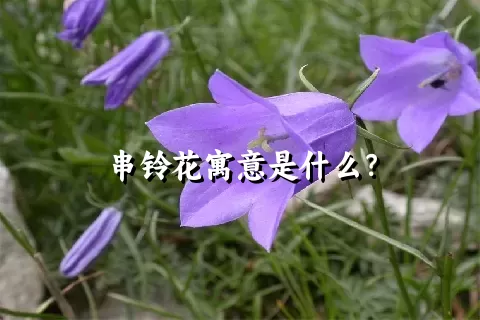 串铃花寓意是什么？