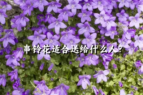 串铃花适合送给什么人？