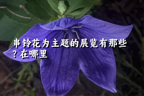 串铃花为主题的展览有那些？在哪里