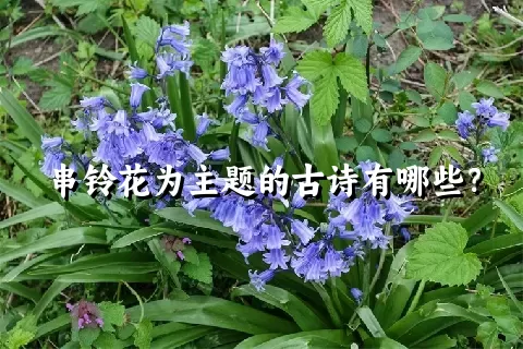 串铃花为主题的古诗有哪些？